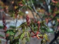 07_biltmore_2015_0042