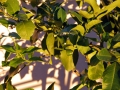 05_lemon_0022