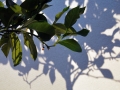 06_lemon_0165