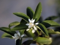 07_kumquat_0005
