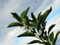 08_kumquat_0013
