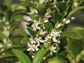10_kumquat_0000