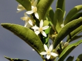 11_kumquat_0000