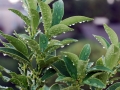 12_kumquat_0224