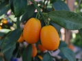 13_kumquat_0025