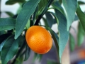 14_kumquat_0024