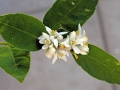 15_lime_0011