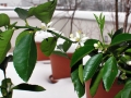16_lime_0049