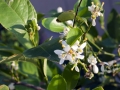 17_lime_0012