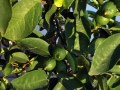 18_lime_0110