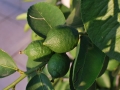 19_lime_0115