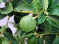 20_lime_0229