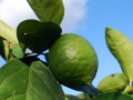 21_lime_0493