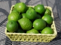 22_lime_0616
