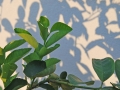 23_lime_0168