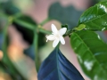 05_caffee_2015_0776