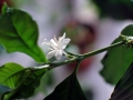 06_caffee_2015_0773