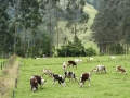 111_colombia2008_5273