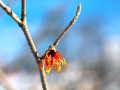 05_hamamelis-virginiana-x-jelena_0236
