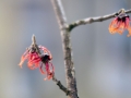 06_hamamelis-virginiana-x-jelena_0018