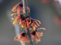 07_hamamelis-virginiana-x-jelena_0017