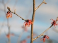 08_hamamelis-virginiana-x-jelena_0237
