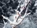 09_hamamelis-virginiana-x-jelena_0067