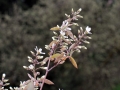 10_amelanchier-canadensis_0117
