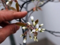 11_amelanchier-canadensis_0120