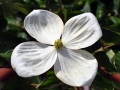 12_cornus-kousa-var-chinensis_0173