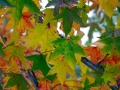 13_liquidambar-styraciflua_0712