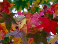 14_liquidambar-styraciflua_0710