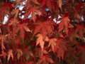 15_acer-palmatum_0711